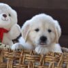 Image of Winnie, a Golden Retriever puppy