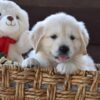 Image of Winnie, a Golden Retriever puppy