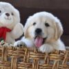 Image of Winnie, a Golden Retriever puppy