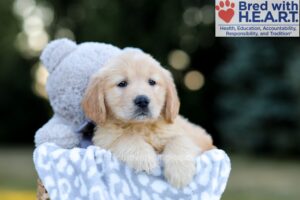 Image of Whitney, a Golden Retriever puppy