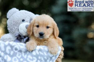 Image of Winnie, a Golden Retriever puppy