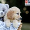 Image of Wyatt, a Golden Retriever puppy