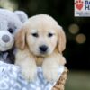 Image of Wyatt, a Golden Retriever puppy