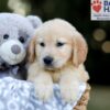Image of Wyatt, a Golden Retriever puppy