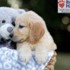 Image of Wyatt, a Golden Retriever puppy