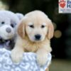 Image of Wyatt, a Golden Retriever puppy
