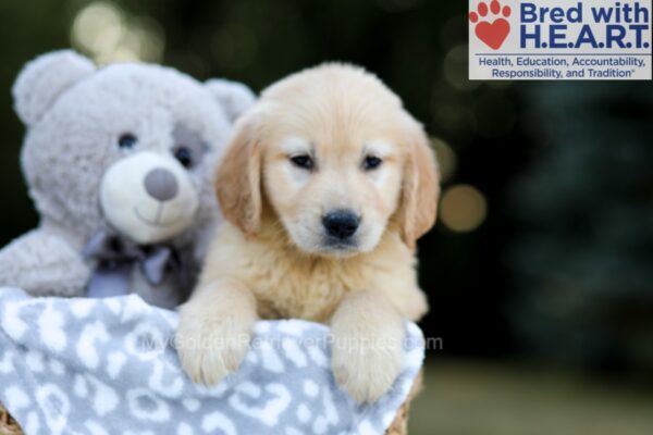 Image of Wyatt, a Golden Retriever puppy