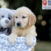 Image of Wyatt, a Golden Retriever puppy