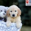 Image of Wyatt, a Golden Retriever puppy