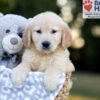 Image of Wyatt, a Golden Retriever puppy