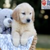 Image of Wyatt, a Golden Retriever puppy