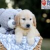 Image of Wyatt, a Golden Retriever puppy