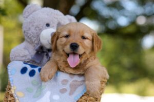 Image of Amber, a Golden Retriever puppy