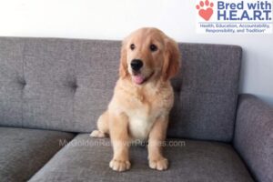 Image of Darcy, a Golden Retriever puppy