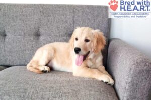 Image of Dimple (in training), a Golden Retriever puppy