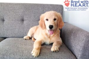 Image of Dixie, a Golden Retriever puppy