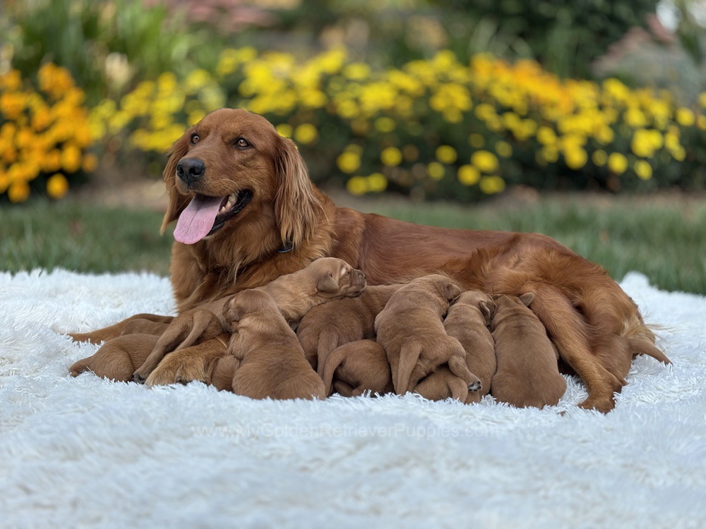 Dark Golden 🤎 Nov 3 Image of Dark Golden 🤎 Nov 3, a Golden Retriever puppy