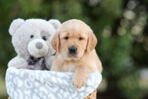 Image of Sophia, a Golden Retriever puppy