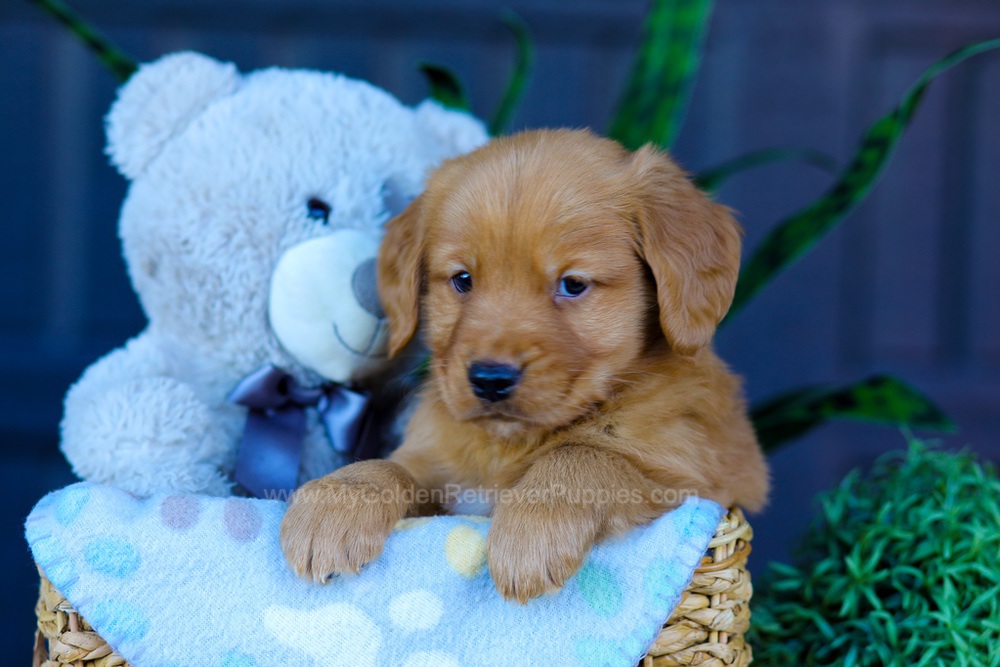 Abel Image of Abel, a Golden Retriever puppy