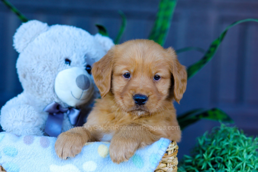 Abel Image of Abel, a Golden Retriever puppy