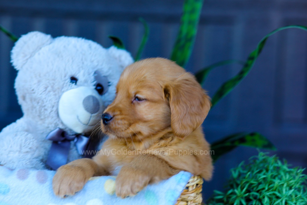 Abel Image of Abel, a Golden Retriever puppy