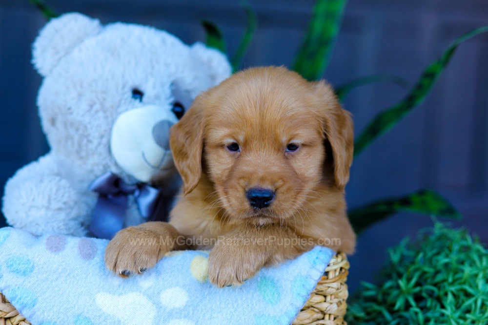 Abel Image of Abel, a Golden Retriever puppy