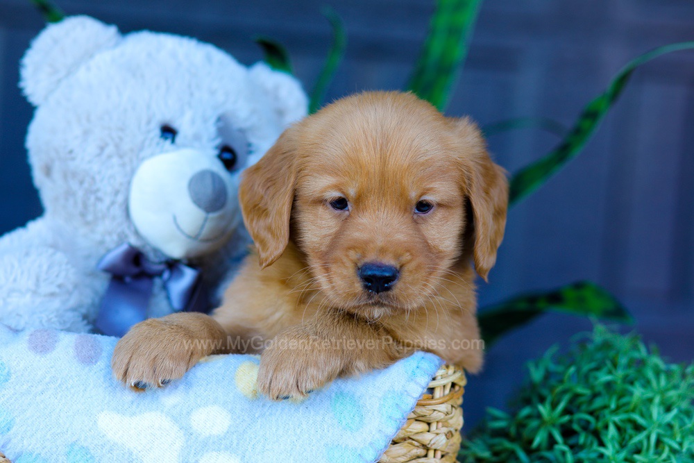 Abel Image of Abel, a Golden Retriever puppy