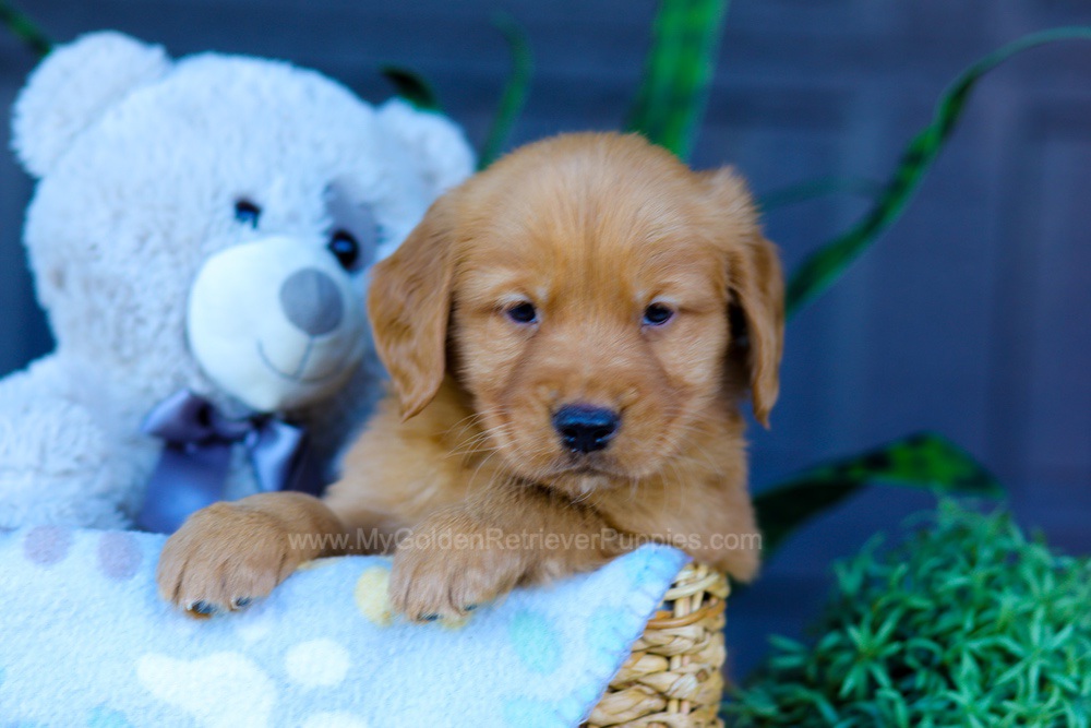 Abel Image of Abel, a Golden Retriever puppy
