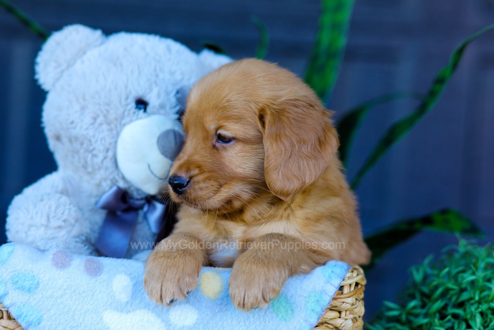 Abel Image of Abel, a Golden Retriever puppy