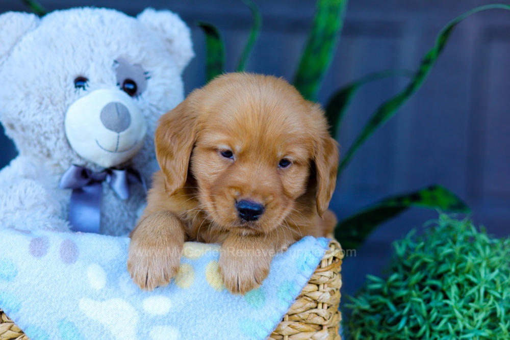 Abel Image of Abel, a Golden Retriever puppy