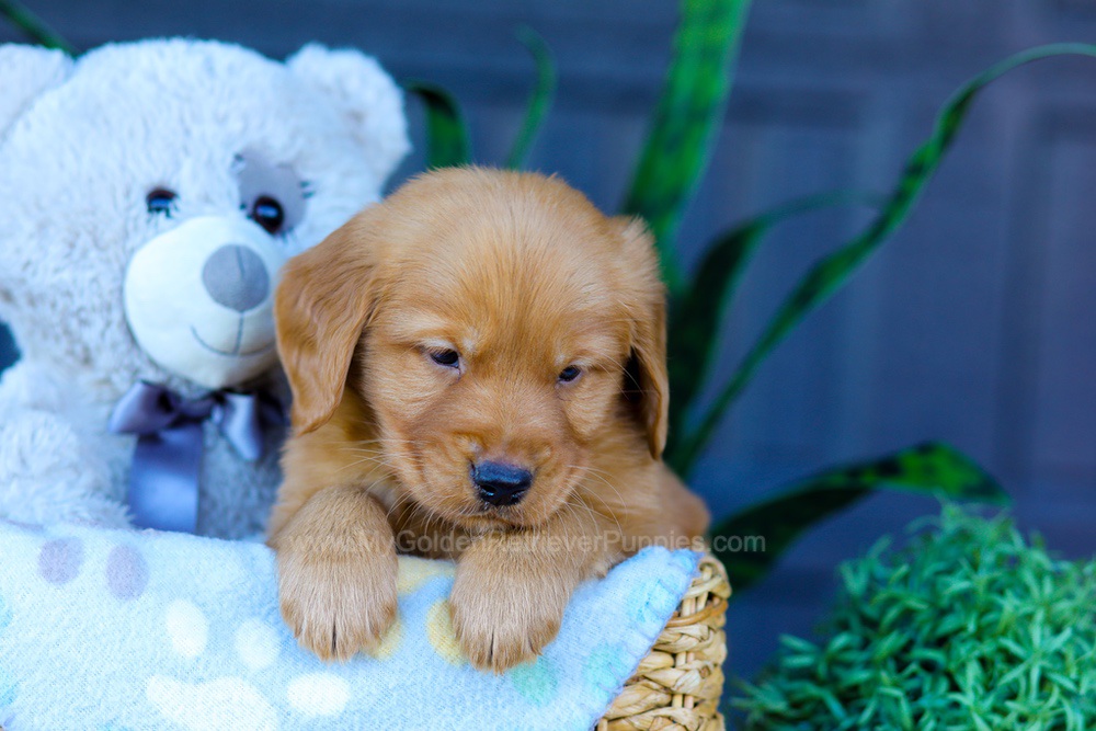 Abel Image of Abel, a Golden Retriever puppy