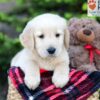 Image of Archie, a Golden Retriever puppy