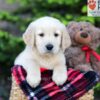 Image of Archie, a Golden Retriever puppy
