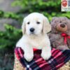 Image of Archie, a Golden Retriever puppy