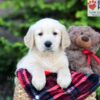 Image of Archie, a Golden Retriever puppy