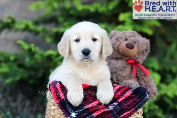 Image of Archie, a Golden Retriever puppy