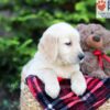 Image of Archie, a Golden Retriever puppy