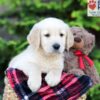 Image of Archie, a Golden Retriever puppy