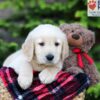 Image of Archie, a Golden Retriever puppy