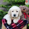 Image of Archie, a Golden Retriever puppy