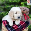 Image of Archie, a Golden Retriever puppy
