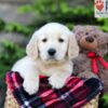 Image of Archie, a Golden Retriever puppy