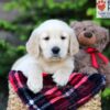 Image of Archie, a Golden Retriever puppy