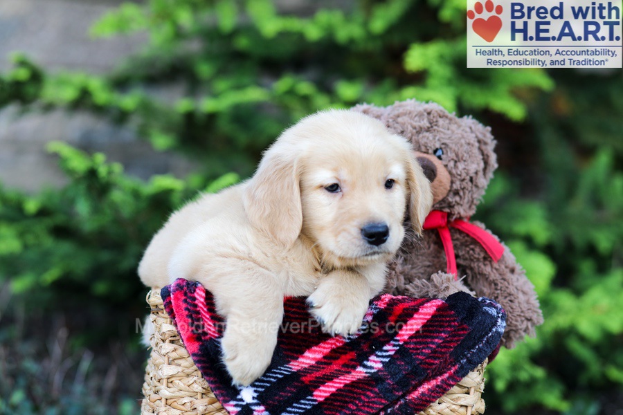 Arlo Image of Arlo, a Golden Retriever puppy