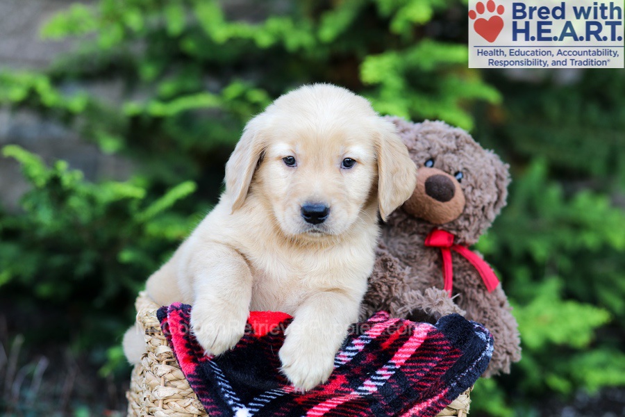 Arlo Image of Arlo, a Golden Retriever puppy