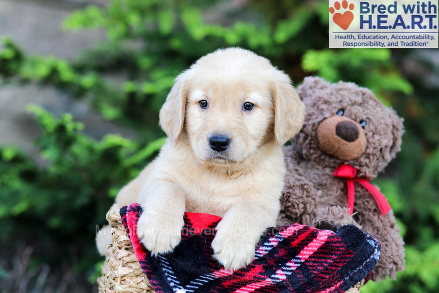 Arlo Image of Arlo, a Golden Retriever puppy