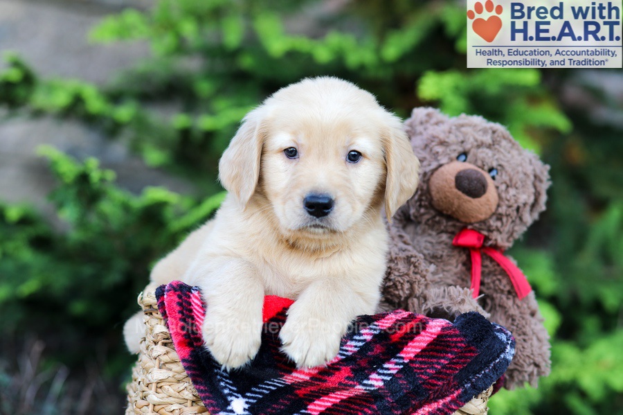 Arlo Image of Arlo, a Golden Retriever puppy