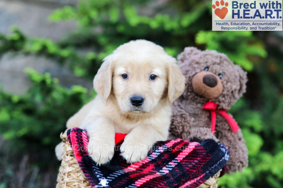 Arlo Image of Arlo, a Golden Retriever puppy