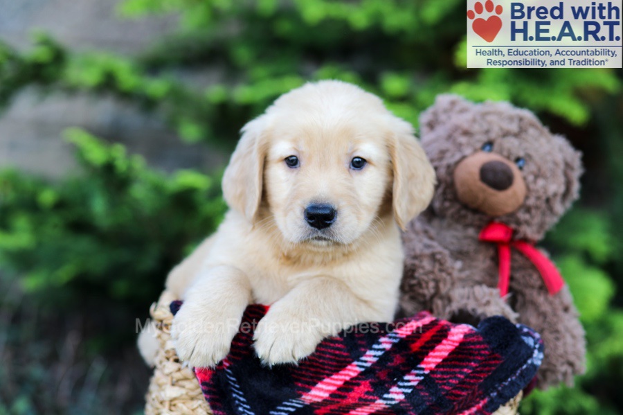 Arlo Image of Arlo, a Golden Retriever puppy