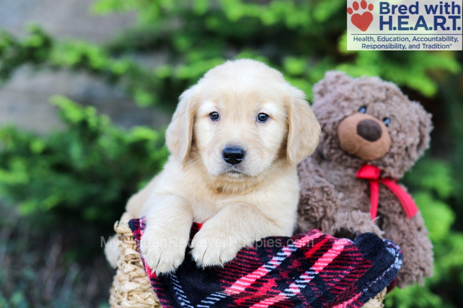 Arlo Image of Arlo, a Golden Retriever puppy